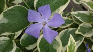 At ground level with the vinca, dewy from being watered.
